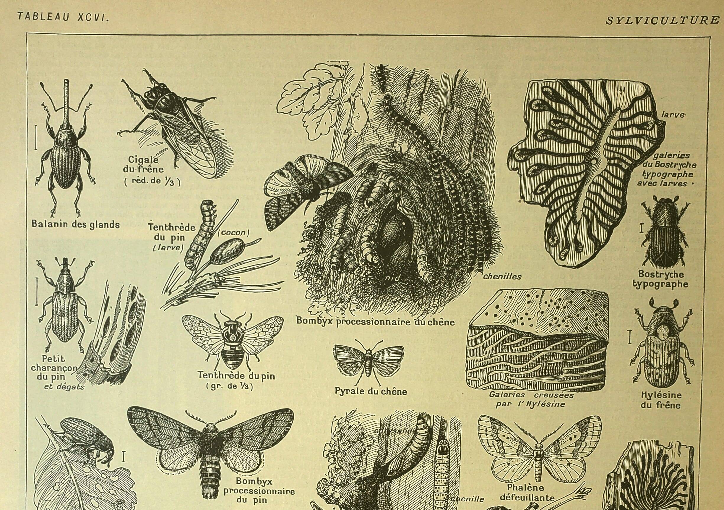 Botanical plate 1921 by Dessertenne - Forestry - old engraving