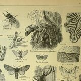 Botanical plate 1921 by Dessertenne - Forestry - old engraving