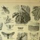 Botanical plate 1921 by Dessertenne - Forestry - old engraving