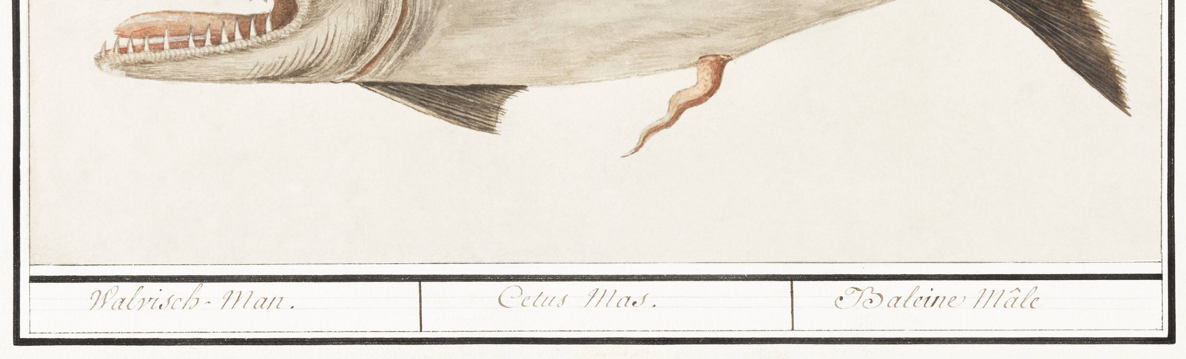 Small poster on the “male sperm whale”, after an old engraving
