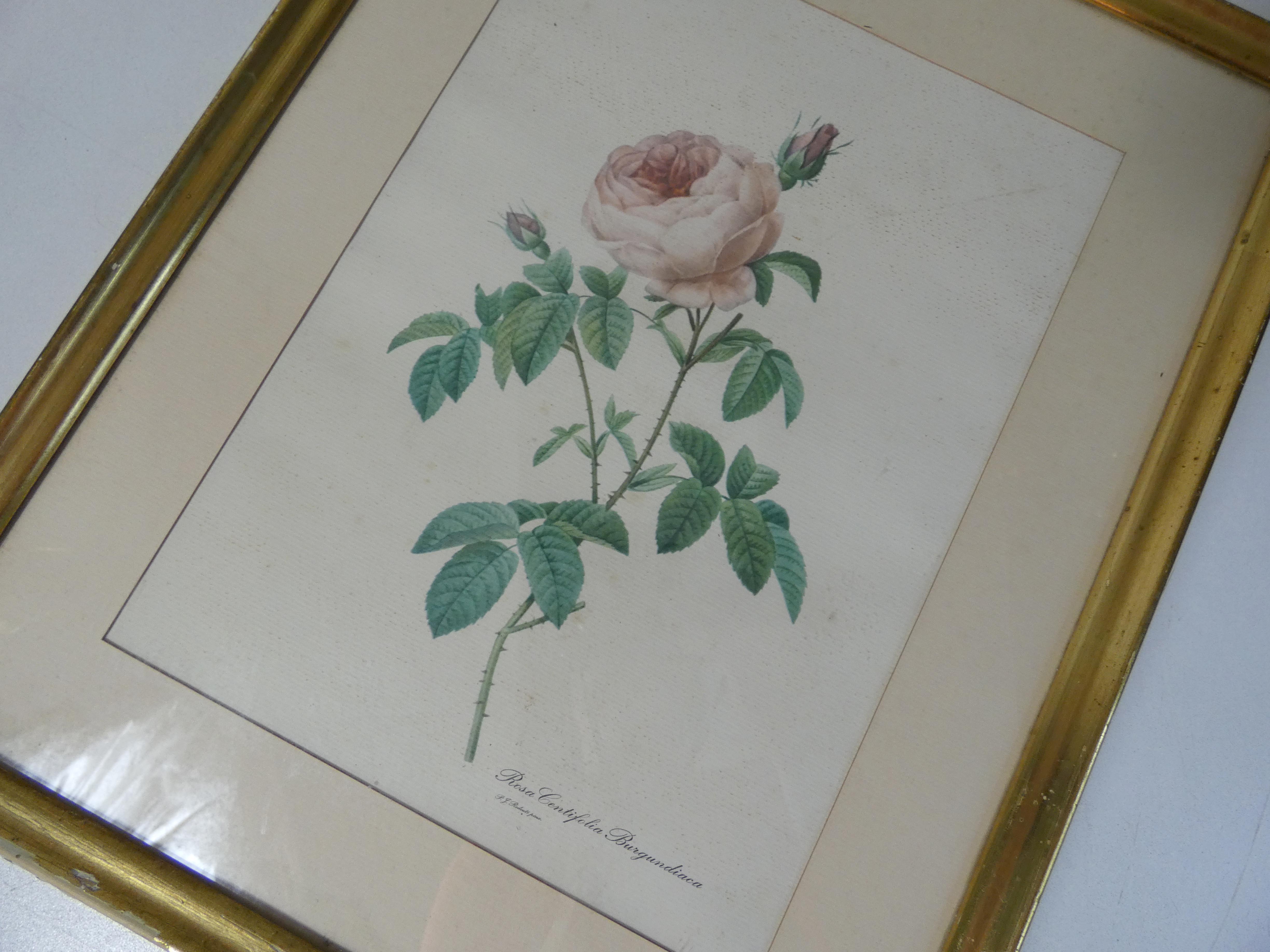 Old pink framed botanical engraving signed redouté