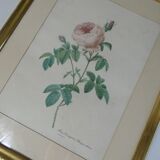 Old pink framed botanical engraving signed redouté