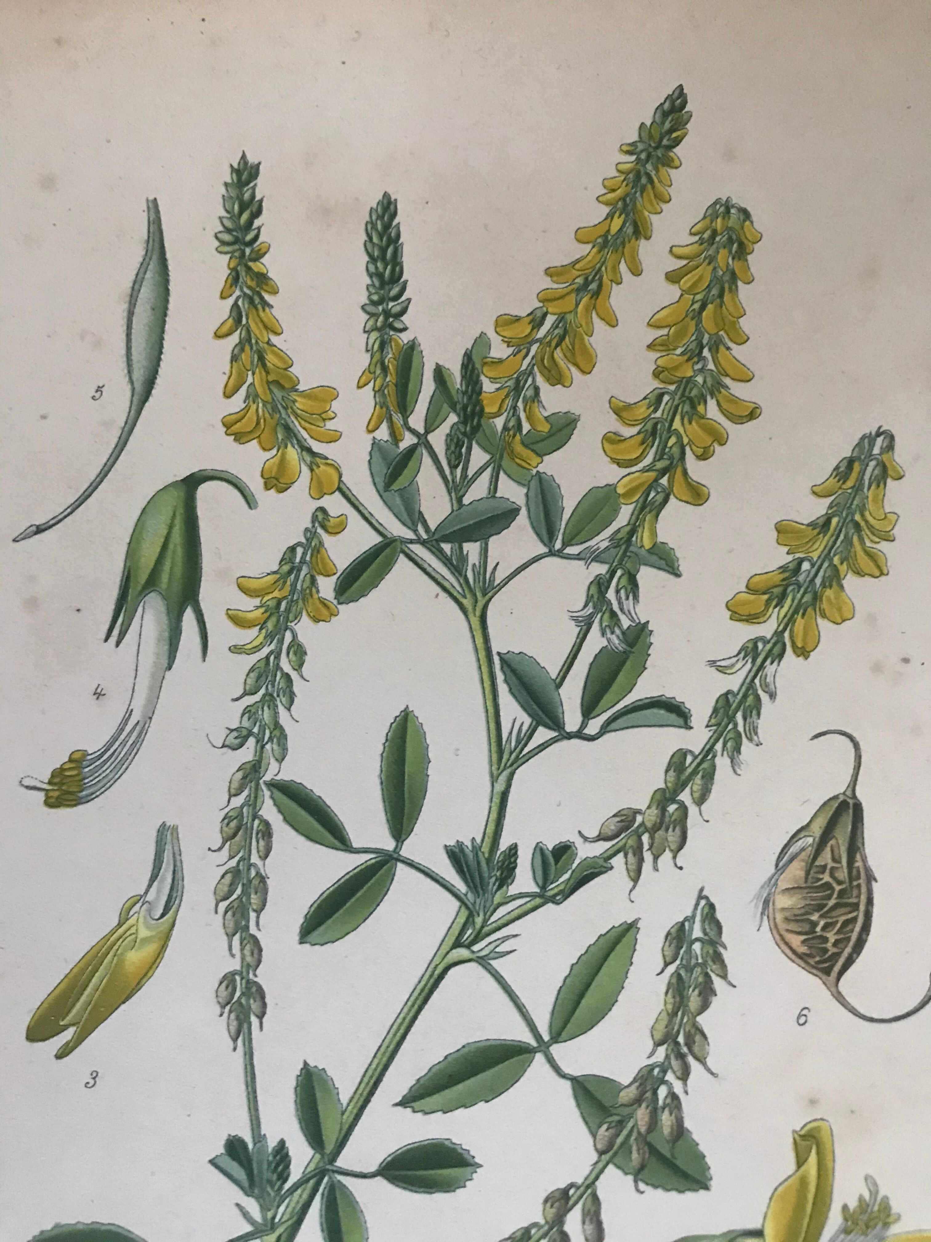 Botanical planks of yellow flowers 1891