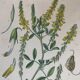 Botanical planks of yellow flowers 1891