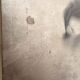 Old Print Engraving 19th Century Shadowed Notebook Nose - Bertrand Reverdin Coindet