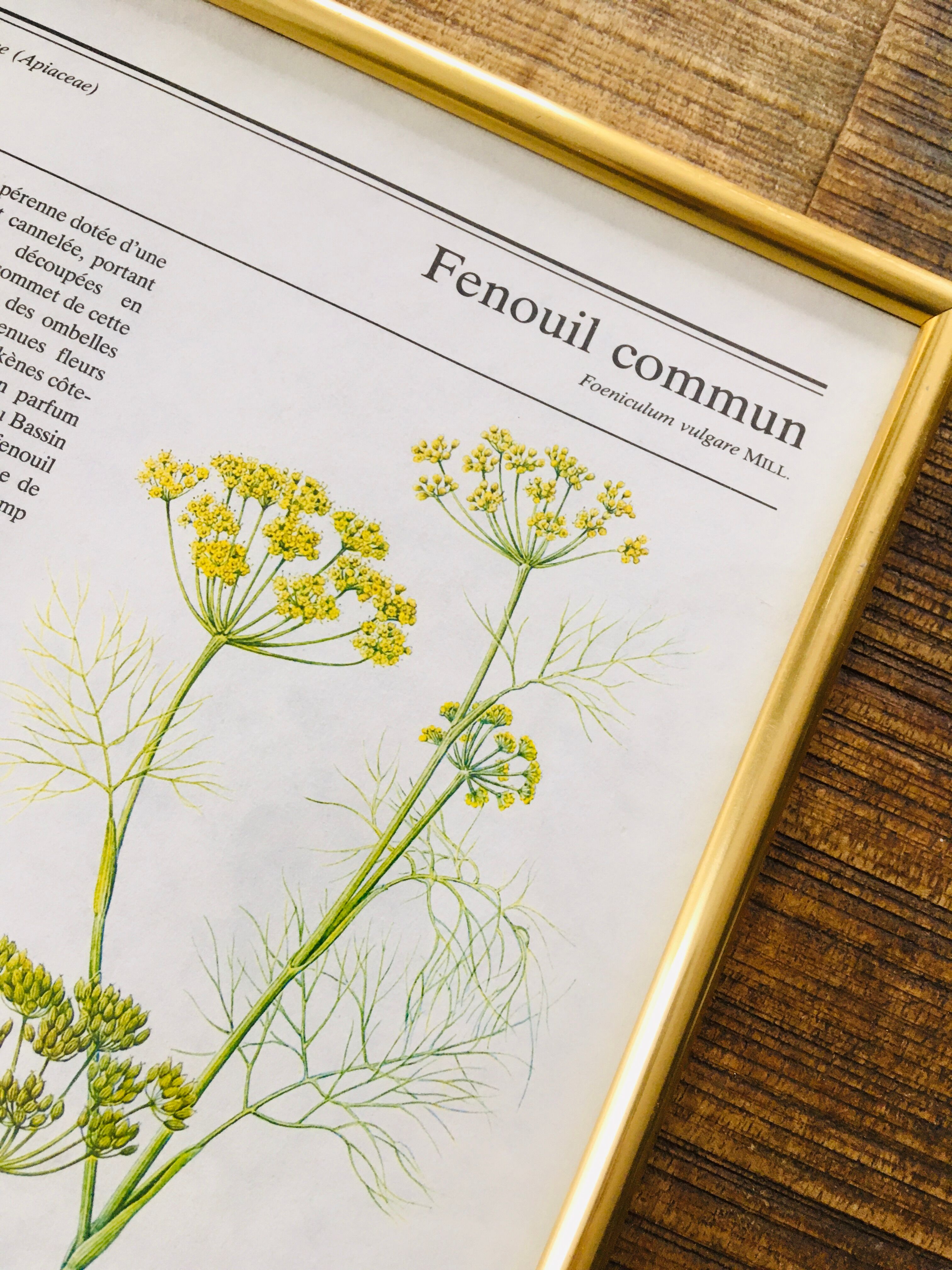 Vintage gold framed botanical illustrations 3