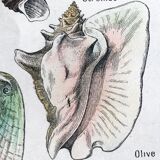 Original educational board of shells