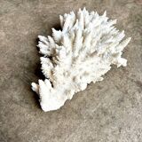 White coral