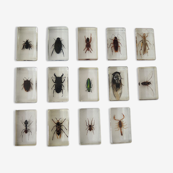 Collection de 14 insectes en inclusion