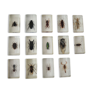 Collection de 14 insectes en inclusion