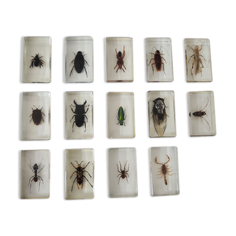 Old collection of 14 insects in inclusion