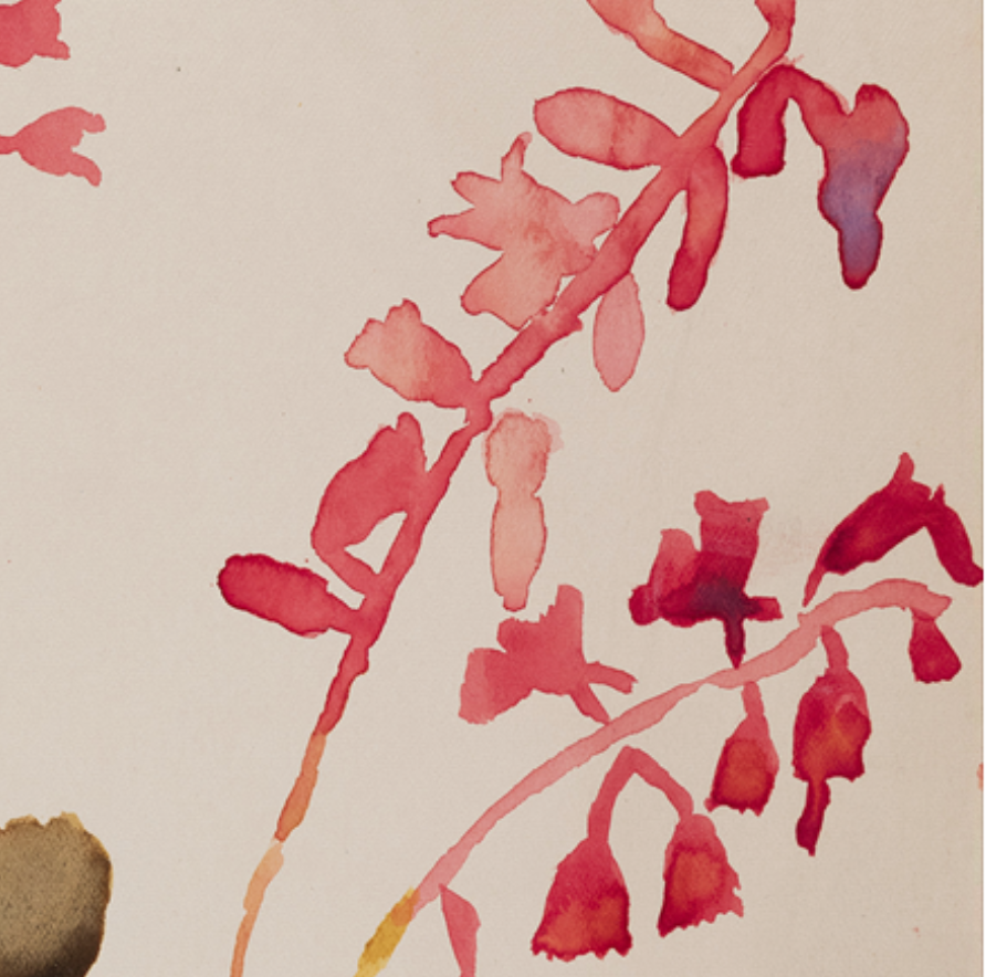 Watercolor illustration flowers