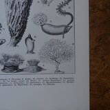 Original lithograph on oceanography