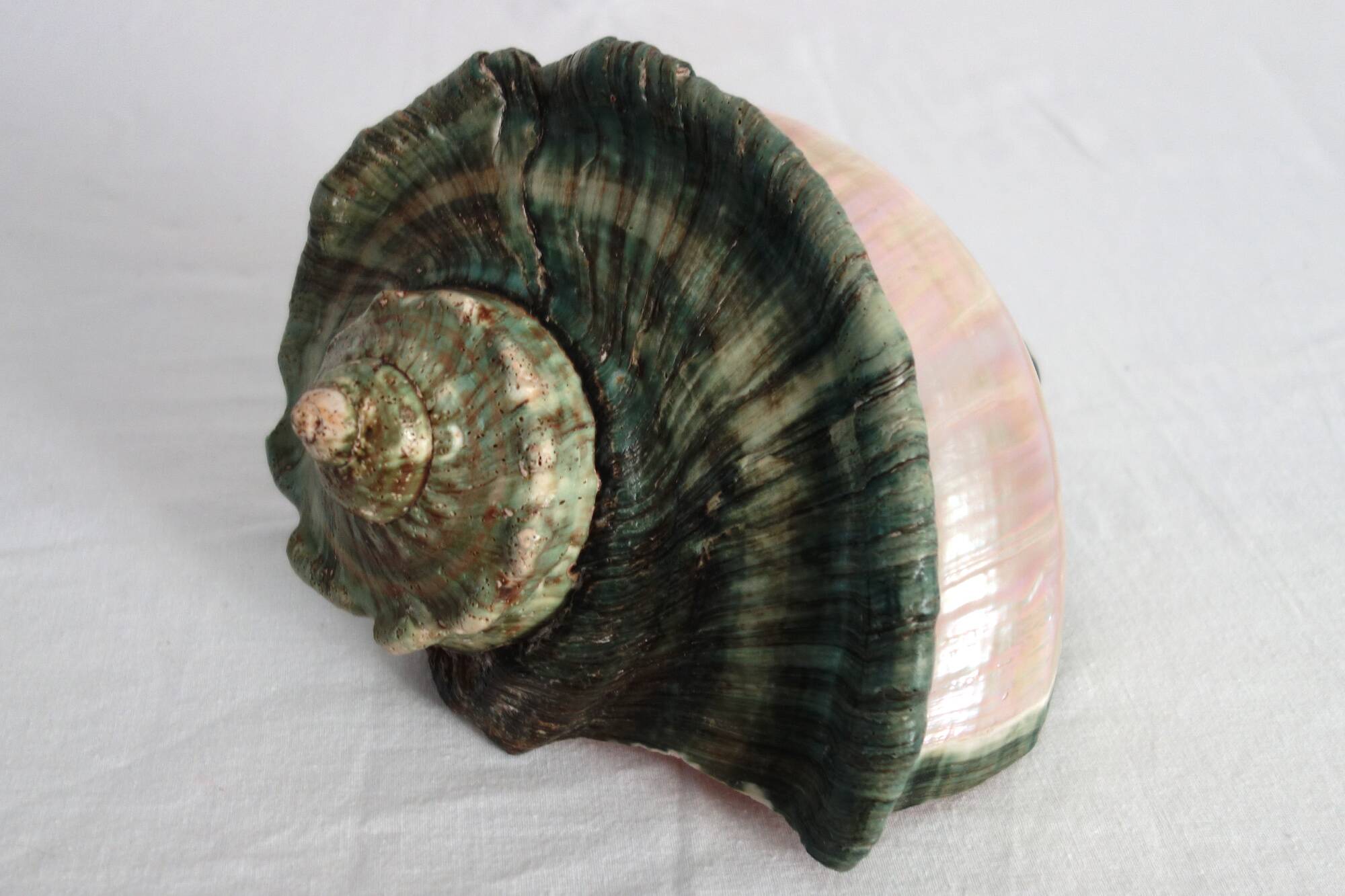 Huge vintage polished green mother-of-pearl turban shell