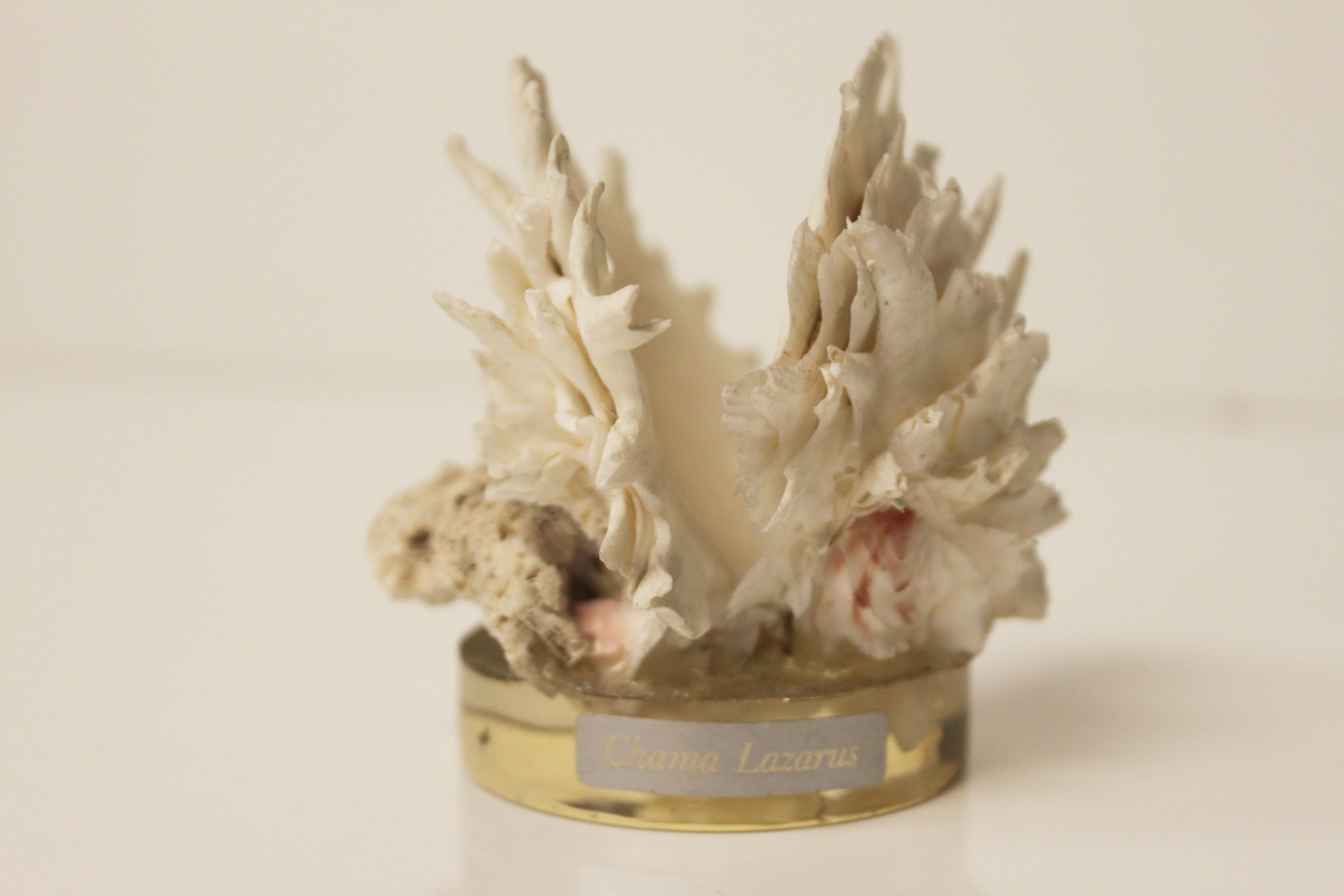 Shell Chama Lazarus.