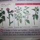 Poster school vintage MDI in the fields and garden 47 and 48