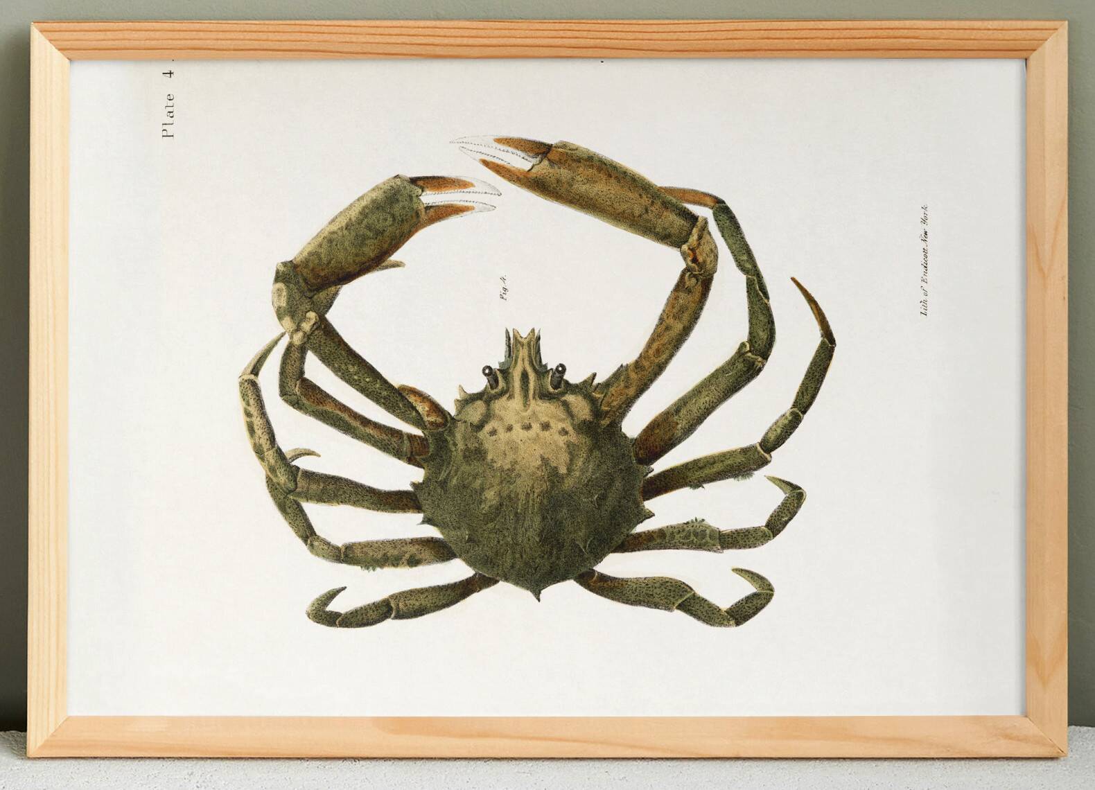 Affiche sur le crabe-araignée, d’après une lithographie ancienne de 1842.