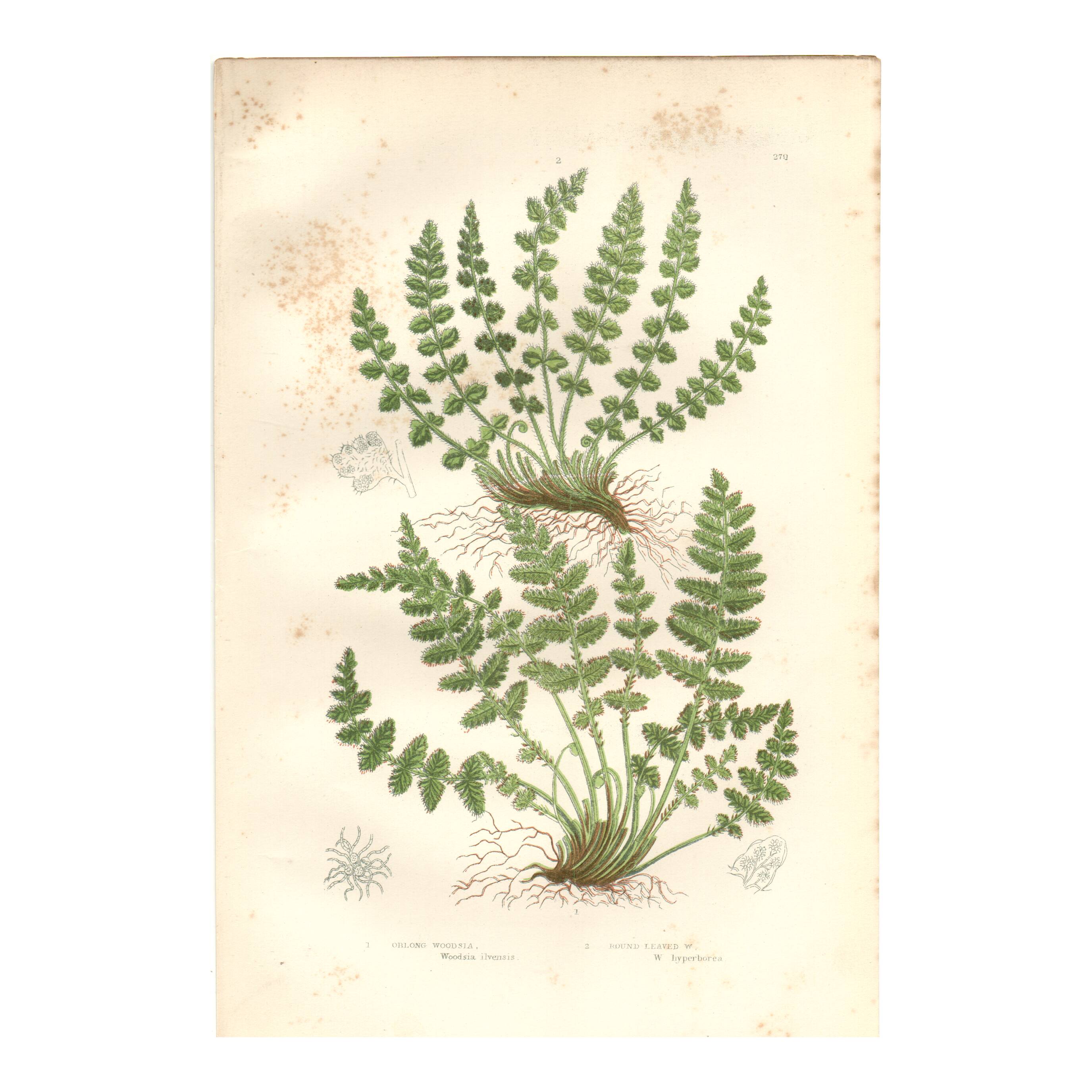 Gravure botanique ancienne 1889 - Fougères Woodsia par A. Pratt - nature