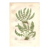 Gravure botanique ancienne 1889 - Fougères Woodsia par A. Pratt - nature