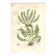 Antique botanical engraving, 1889 - Woodsia ferns by A. Pratt - nature