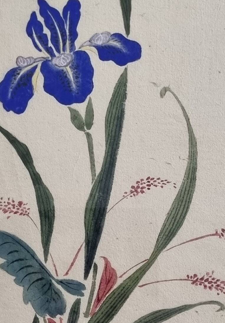 Ancient Japanese watercolour, Iris, Meiji era, around 1900, 33 × 43 cm
