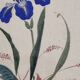 Ancient Japanese watercolour, Iris, Meiji era, around 1900, 33 × 43 cm