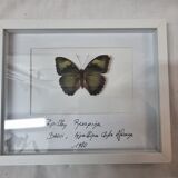 Papillon naturalisé Ruspina, 1980
