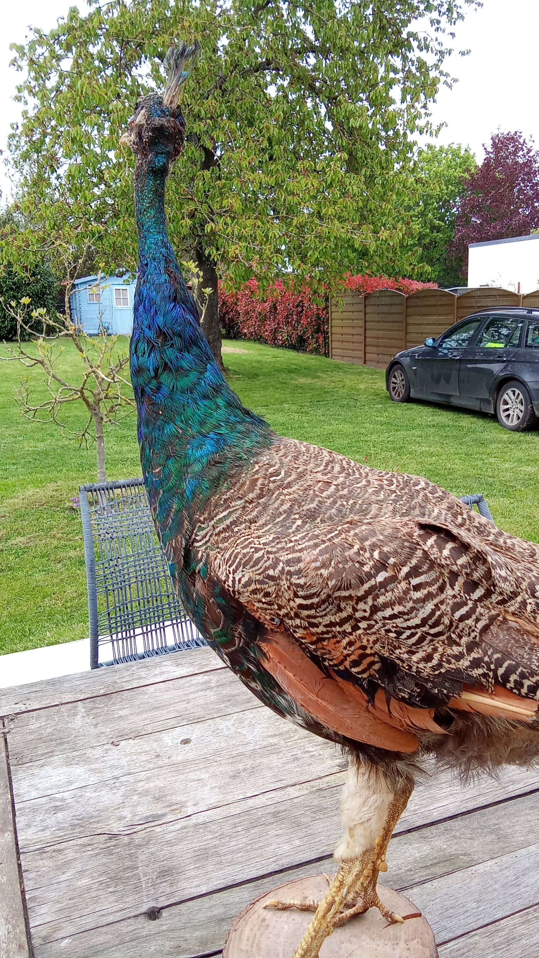 Taxidermy cabinet of curiosities stuffed peacock