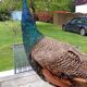 Taxidermy cabinet of curiosities stuffed peacock