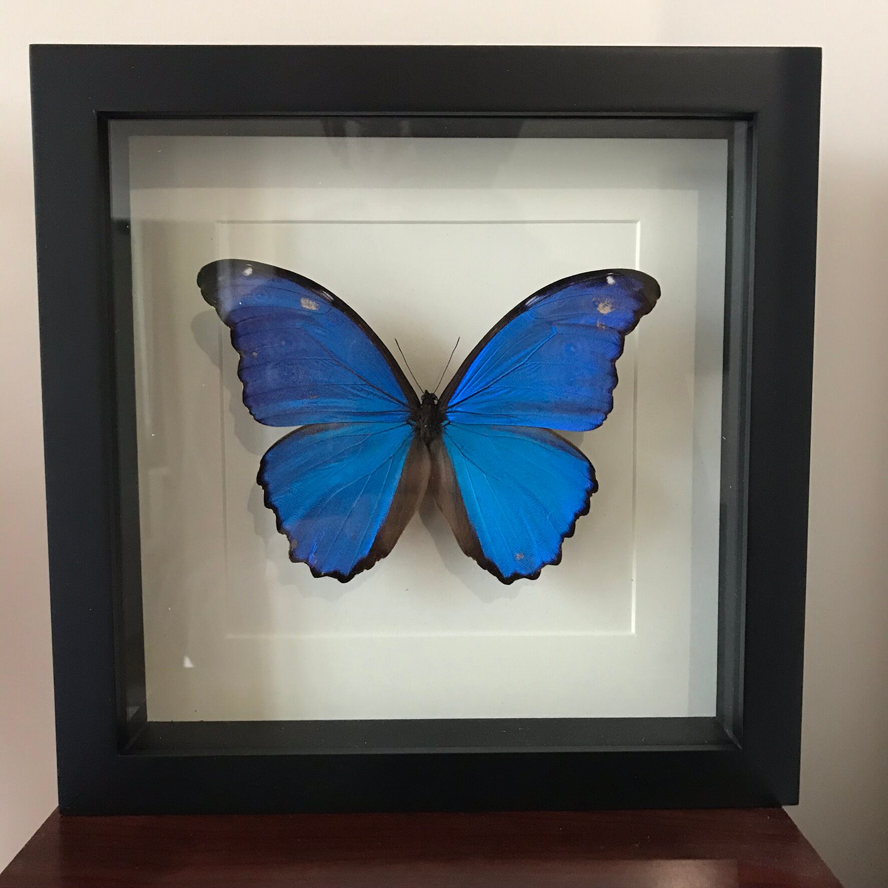 Butterfly Frame - Morpho Didius 25 x 25