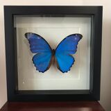 Butterfly Frame - Morpho Didius 25 x 25
