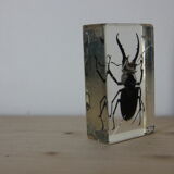 Inclusion in lucan beetle resin