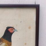Engraving painting pheasant bird XVIII th F. Martinet