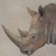 Painted canvas, Rhinoceros, Contemporary work