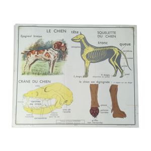 Affiche pédagogique - chien