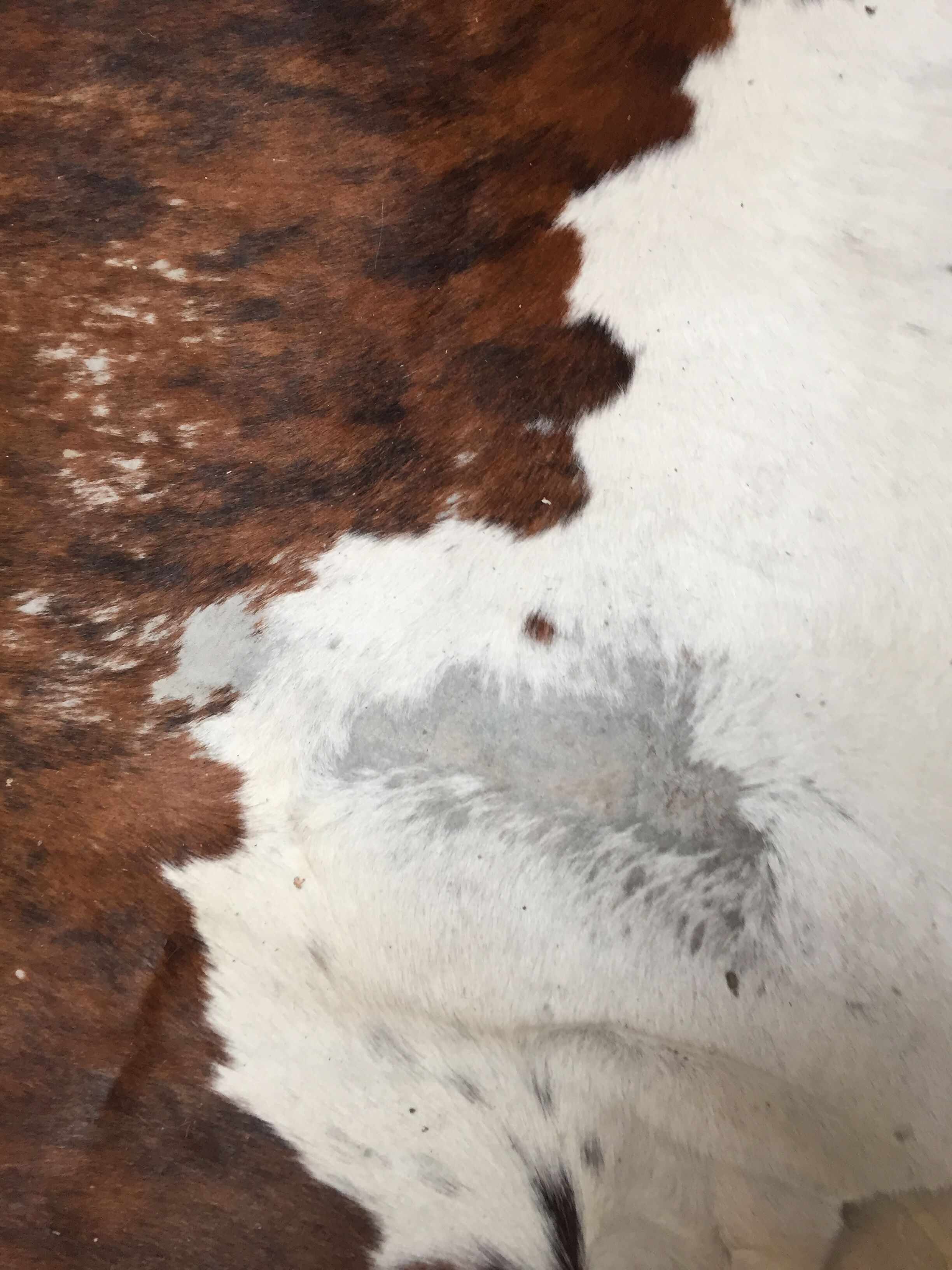 XxL vintage cow skin rug 1970