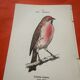 Botanical engraving birds double sided naturalist board