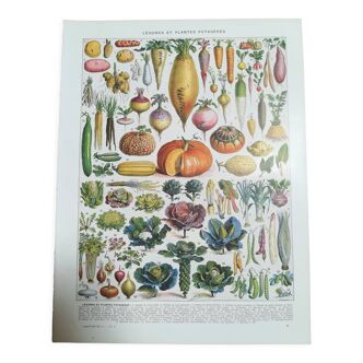 Lithographie sur les légumes de 1928