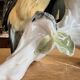Pair of green porcelain birds by Karl Ens – Germany, 20th century