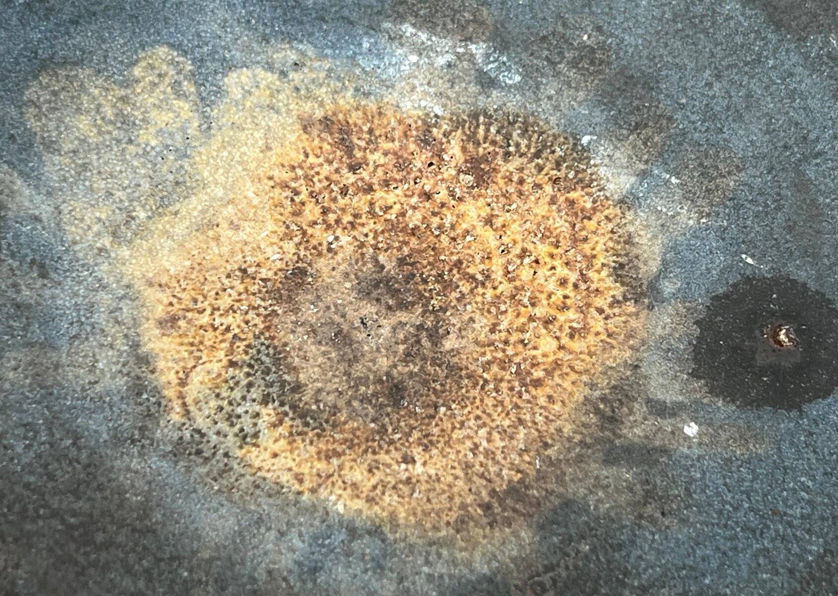 Mid-century German studio pottery bowl by Volker Ellwanger, 1960s.