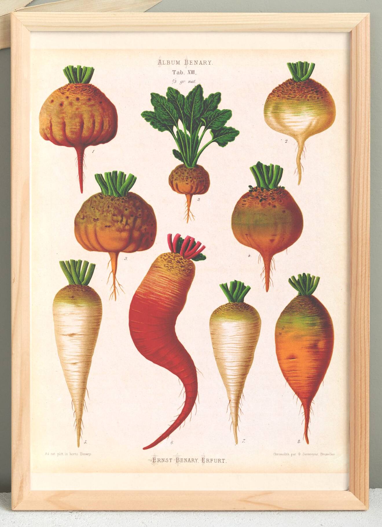 Poster on sugar beets, based on an old engraving from 1886.