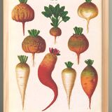 Poster on sugar beets, based on an old engraving from 1886.