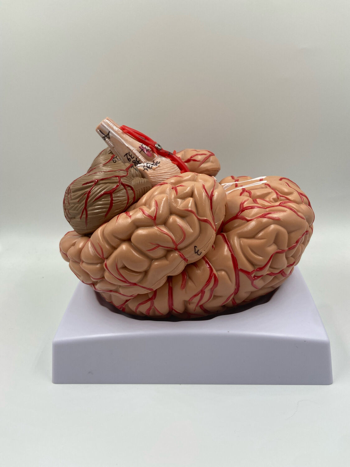 Anatomical brain model