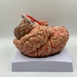 Anatomical brain model