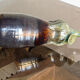 Slurry kid, eggplant shape