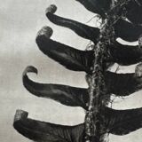 Original heliogravure 1942 n.90, Karl Blossfeldt