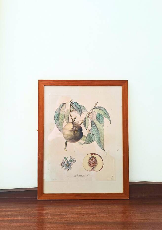 Pair of Botanical Plates 1905 – Peach & Pear – Poiteau