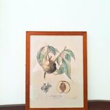 Pair of Botanical Plates 1905 – Peach & Pear – Poiteau