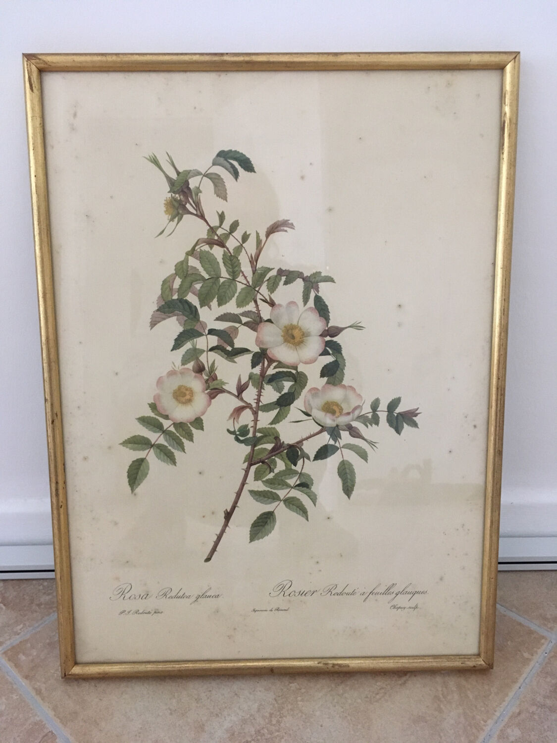 Naturalistic drawing Old Rose .