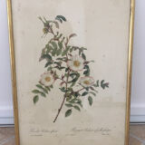 Dessin naturaliste Rose Ancienne .